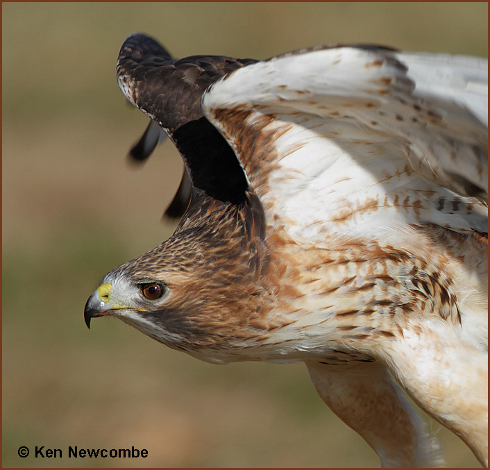 Red-tailed hawk